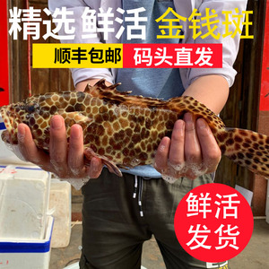 【野生石斑】野生石斑品牌,价格 - 阿里巴巴