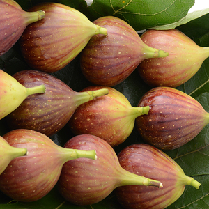 无花果新鲜现发5斤