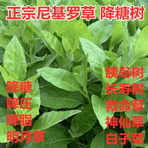 正宗降糖树尼基罗草明月草胰岛树降压草长寿草救命草白子菜干鲜叶