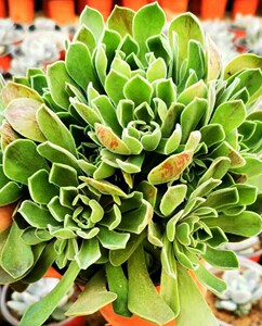 多肉植物法师美杜莎艳日伞法师老桩绿墨黑欧嘉莉锦手捧紫羊绒盆栽