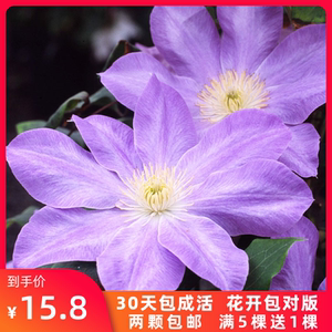 鸣翔园艺戴安娜的喜悦铁线莲攀援爬藤花苗阳台庭院室外植物盆栽