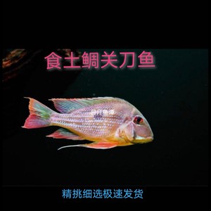南美食土鲷鱼斯威尼血衣关刀活体热带淡水观赏鱼黑云银古配鱼包邮
