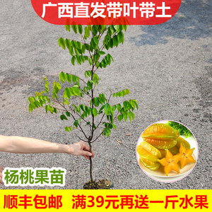 杨桃果树苗台湾四季甜脆红杨桃嫁接树苗南方种植当年结果盆栽