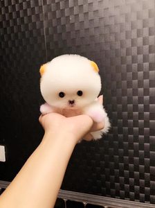 茶杯犬博美纯种俊介犬长不大白色网红宠物狗狗活体幼犬迷你小型犬