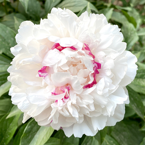 富卉重瓣芍药花苗山东菏泽正宗大苗花根盆栽庭院地栽白色粉池金鱼