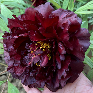 黑色系牡丹花苗盆栽洛阳正宗重瓣牡丹王菏泽室外地栽河南黑色黑豹