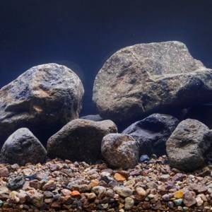 鱼缸采石头