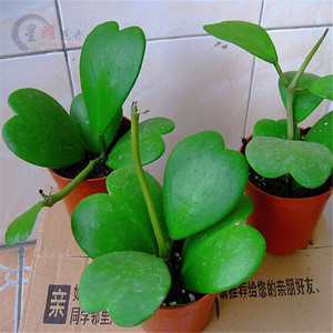 寓意幸福的爱情!多肉植物 心叶球兰爱心多肉花卉绿植盆栽网