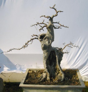 造型榆木老桩大桩花皮榆盆栽树桩大型室外阳台盆景桩老树桩熟桩