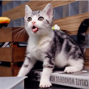 爱心领养美短英短蓝猫蓝白渐层美国短毛猫宠物猫幼猫活体宠物猫咪