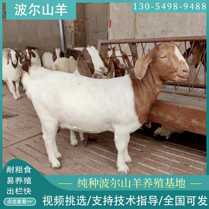 【波尔山羊活苗】波尔山羊活苗品牌,价格 - 阿里巴巴