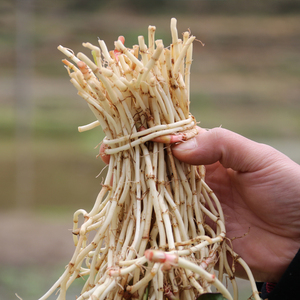 四川特产折耳根
