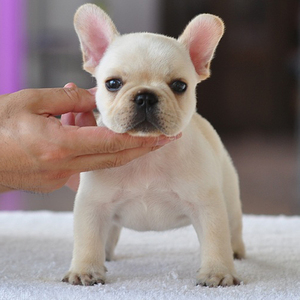 斗牛犬幼犬法国