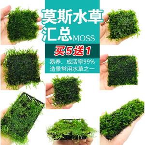 莫斯水草鱼缸沉木 水晶鹿角苔火焰垂泪松茸怪厥阴性活体植物