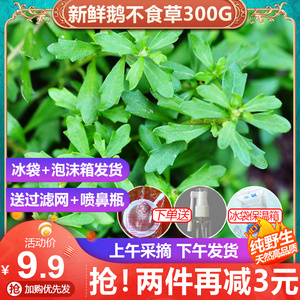 现摘现发【野生新鲜鹅不食草300g】鹅仔不吃草鹅儿草饿不食中草药