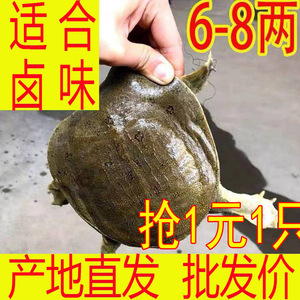 5两6两7两8两鲜活小甲鱼食用活体苗小半斤淡水养殖中华鳖苗小便宜