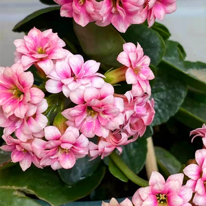 孔雀(锦缎) 稀有品种长寿花重瓣