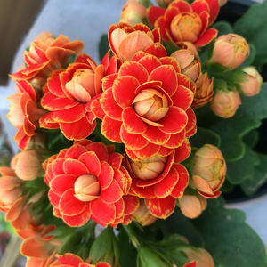 534人付款淘宝长寿花稀有品种金狐狸新品种花盆栽重瓣大花名贵带花苞