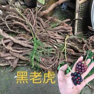 野生中药材黑老虎根冷饭团过山风黑骨藤钻山风草药过山香十八症根