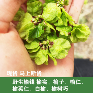 新鲜榆钱 榆树花 榆串榆实榆子榆仁榆荚仁白榆榆树巧河南农村野菜