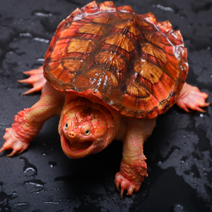 高系数变异 超红辣椒 柠檬金橙小北美鳄龟系数高黑色素成色ok