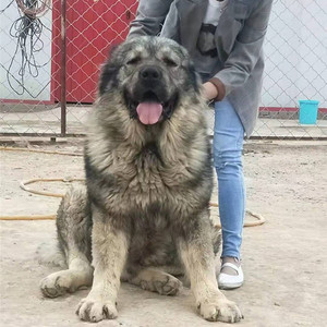 无偿免费领养纯种高加索巨型高加索幼犬高加索犬大型活体宠物狗