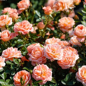 甜梦大型爬藤藤本月季果香型开花量大耐寒耐热新手好养活抗病好