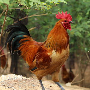 大公鸡现杀土公鸡农村散养老公鸡杂粮喂养新鲜鸡肉公鸡整鸡非母鸡