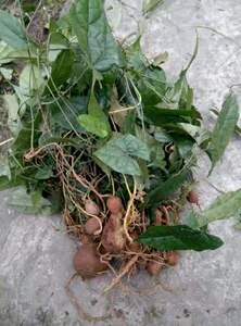 野生新鲜药材地苦胆 金果榄 青牛胆山慈菇金狮藤500g包邮