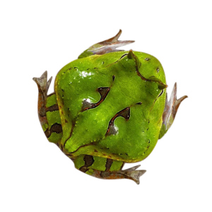 活体绿霸王角蛙宠物褪纹活物高端宠物现货双色角蛙饲养箱套装饲料