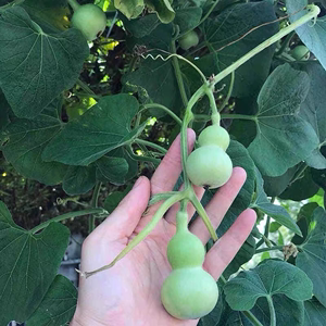 七彩小葫芦籽种四季观赏葫芦种子阳台庭院爬藤文玩葫芦盆栽植物