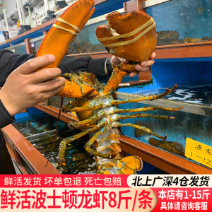 红龙波士顿青岛特大澳洲大龙虾海捕新鲜海鲜水产奥龙仔0人付款1880