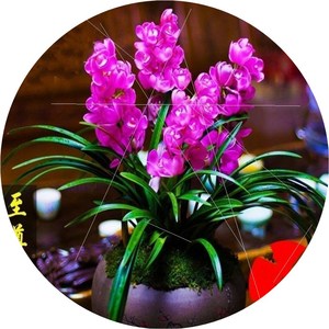 好养爆盆1c0苗原盆土 特惠 超香 四季开花 红色妖姬 兰花 浓香型