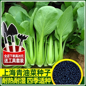 欧雅上海青蔬菜籽青油菜种子大全小白油菜四季正宗秋冬季种孑农家