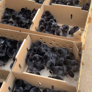 小鸡活苗五黑鸡活苗乌鸡活体动物小鸡仔土鸡肉鸡k9青脚麻绿壳蛋鸡