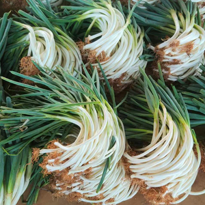 【甜大葱】甜大葱品牌,价格 - 阿里巴巴