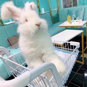 网红巨型安哥拉兔巨兔活体长毛兔子活物大型兔子宠物兔幼年成年兔
