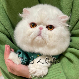 加菲猫宠物猫纯种波斯猫