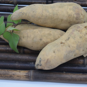 粤莨宝 阳山白皮黄心番薯新鲜农村乡下本地土白蜜薯阳山特产10斤