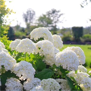 小椿日和 贝拉安娜绣球苗颗变色花盆栽白色花卉耐热耐寒庭院阳台