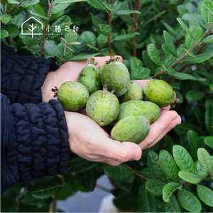 小椿日和菲油果果树苗自花授粉盆栽花卉新奇常绿庭院阳台观赏好养