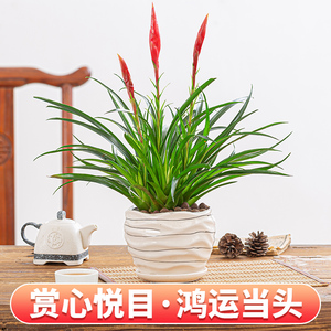 招财手小辣椒盆栽办公室内客厅植物四季常青绿植好养易活花卉盆景