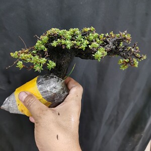 米叶橙花瑞香生桩  橙色小花 浓香 枝杆苍老盆景素材造型随机