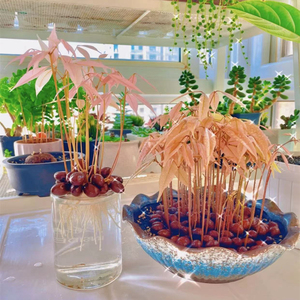 水培荔枝种子可土培结果荔枝核果树种子食用水果种子水果种籽蔬菜