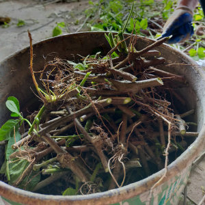 野生粉葛苗 江西三清山粉葛根苗 天然生态正宗 50株包邮