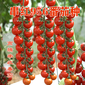 瀑布串收番茄种子特色西红柿红色樱桃番茄种子圣女果种子串红956