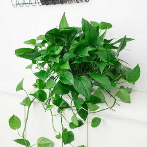 带兰花绿萝盆栽室内株吸除花卉绿植藤植绿叶绿大55甲醛长吊兰绿箩