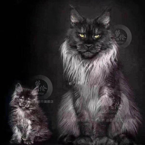 赛级缅因猫纯种幼猫活体库恩长毛缅因宠物猫猫咪活物烟灰色缅因猫
