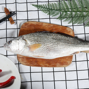 现捕红古鱼当天现捞现发红鱼海捕红古鱼野生海鱼海鲜一斤500g