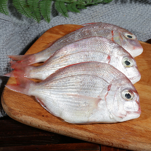 野生赤棕鱼条